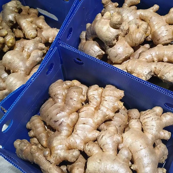 El mercado del jengibre fresco adopta una mejora de la calidad