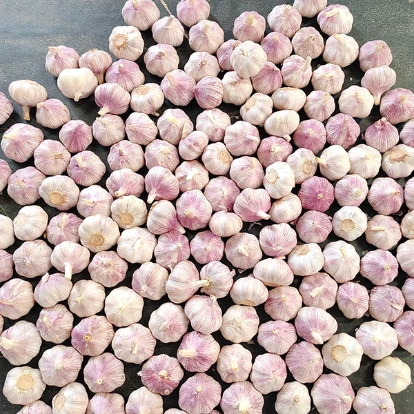 Huaang Food Processing anuncia expansión de la cadena de suministro de ajo fresco
