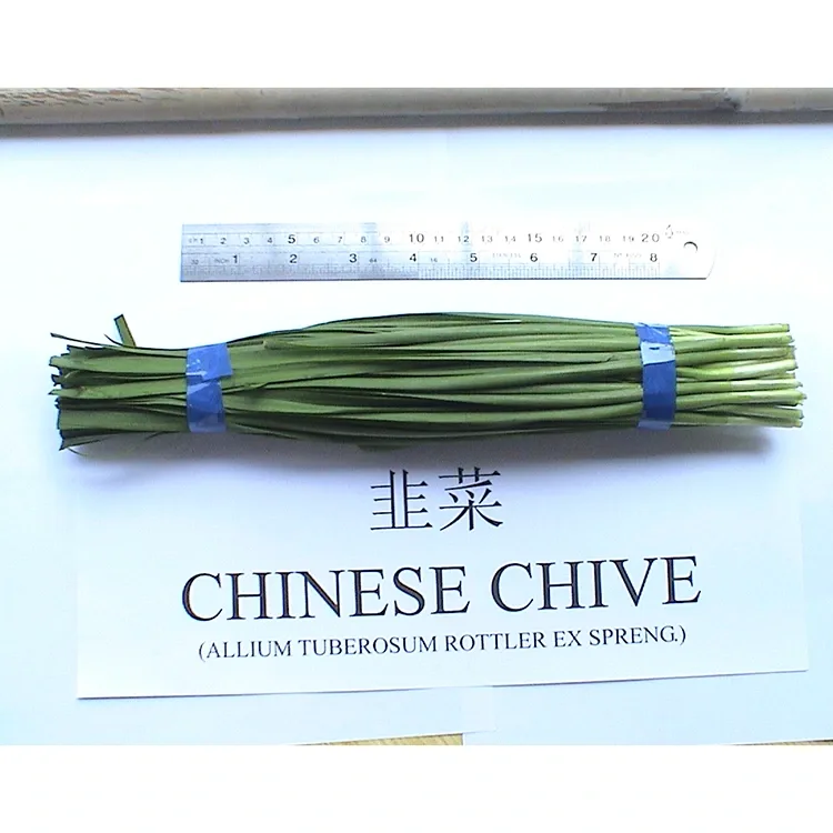¿Por qué se utilizan ampliamente las cebolletas chinas frescas de granja en la cocina asiática?