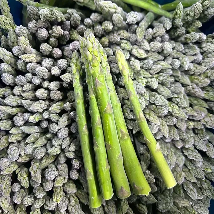 Espárragos verdes congelados seleccionados para un suministro constante de ingredientes y servicios alimentarios