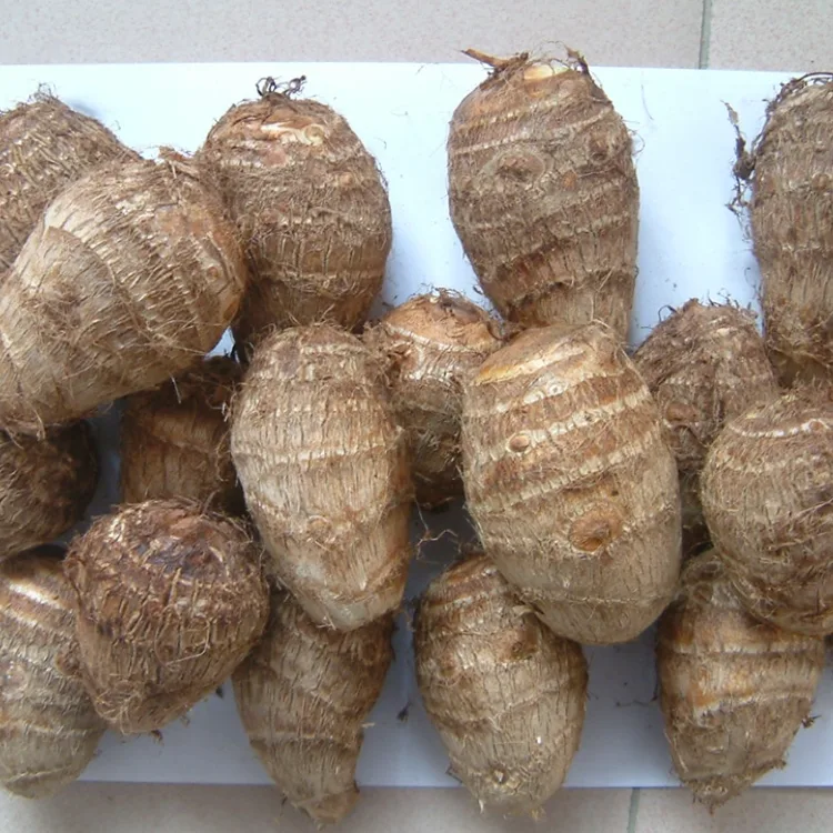 Taro fresco de campo