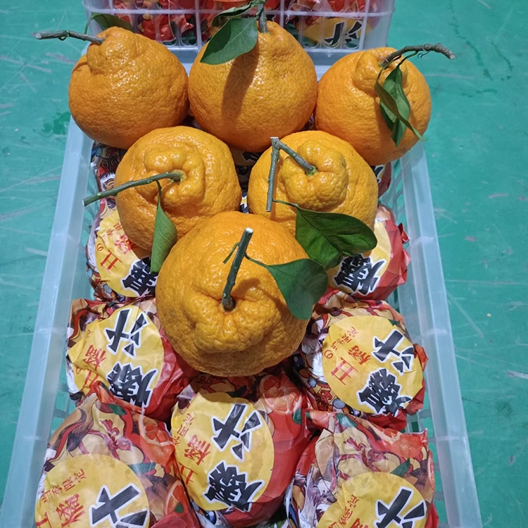 Mandarina Shiranui fresca