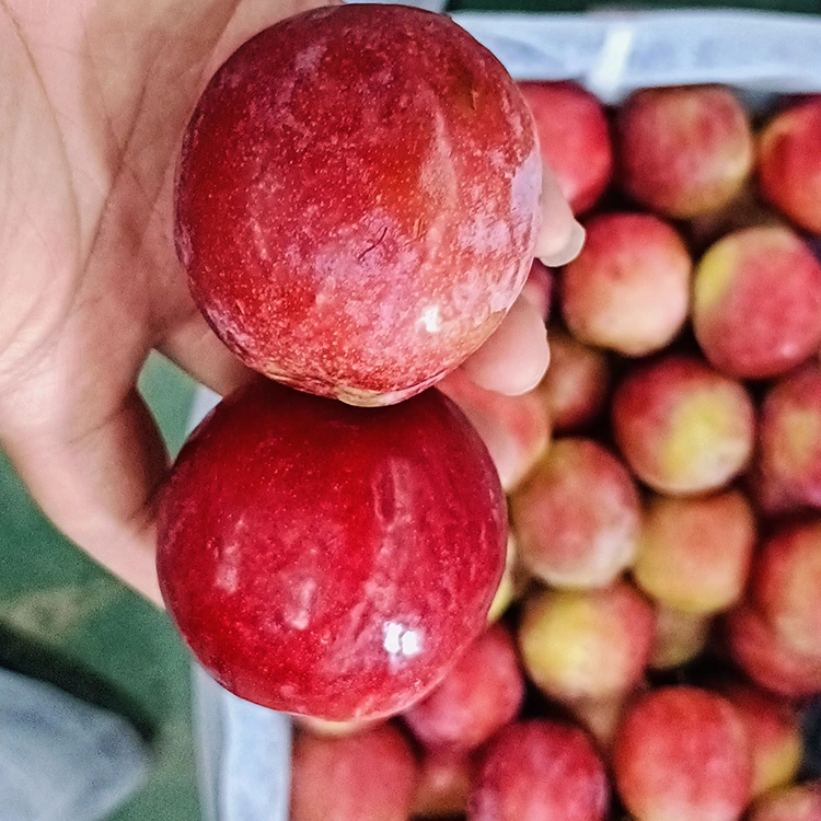 Ciruela Meiyi roja dulce fresca