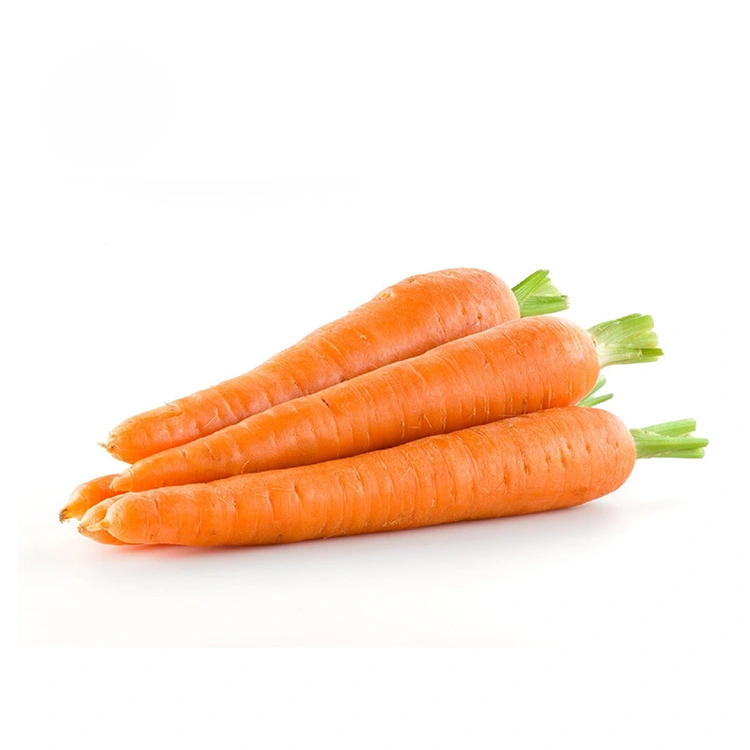 Zanahorias frescas seleccionadas a mano