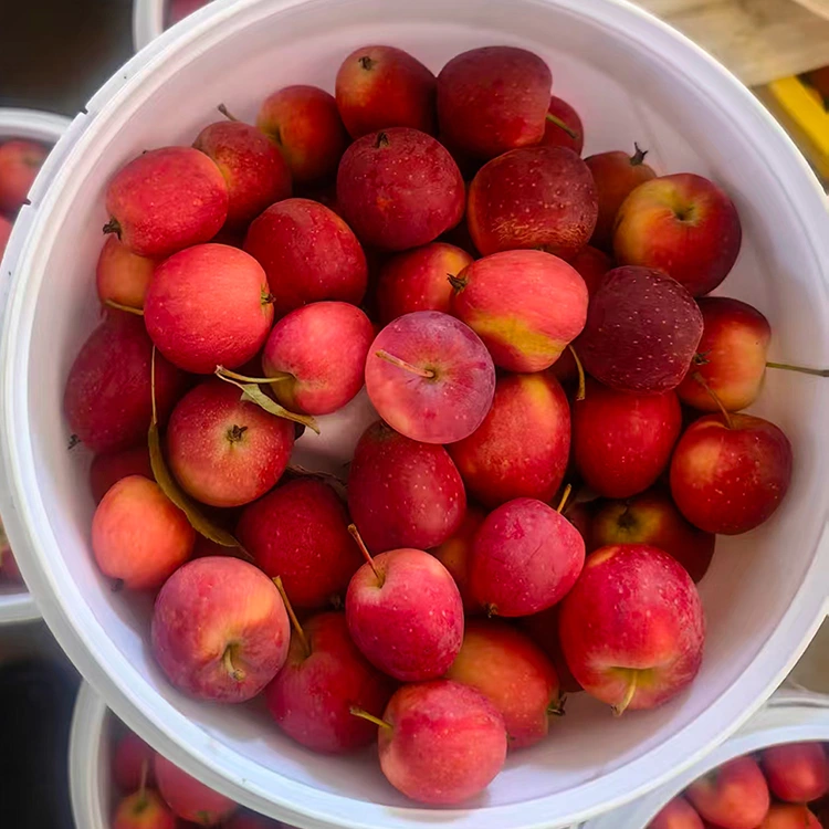 Manzana cereza china de nueva cosecha de alta calidad