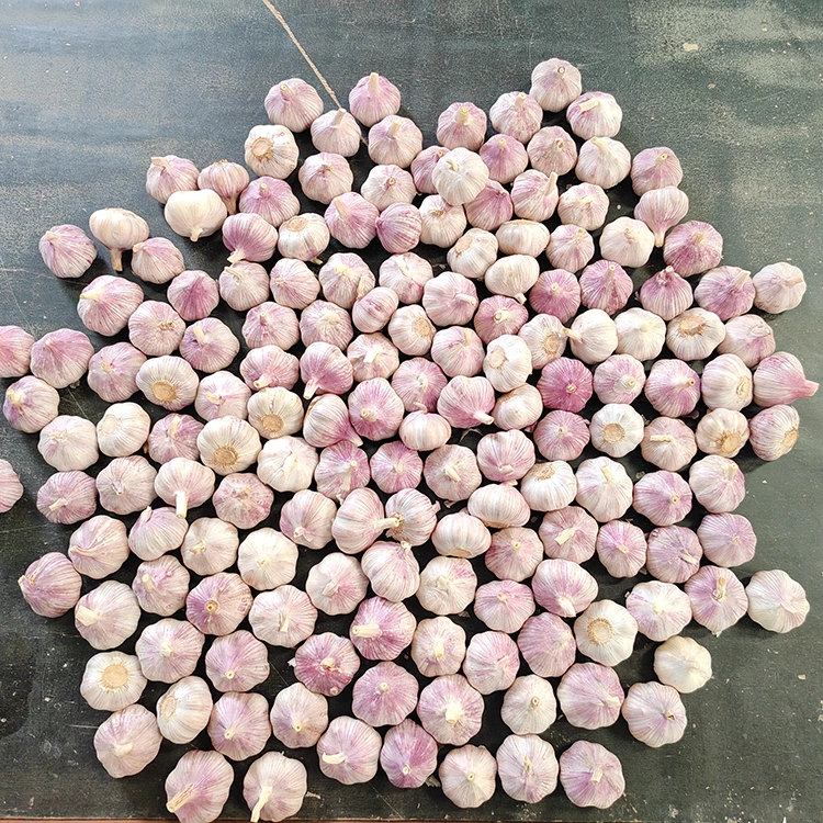 Premium Firm and Plump Normal White Garlic