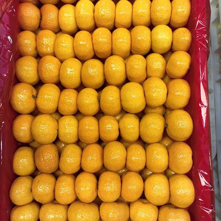Fresh Honey Mandarin