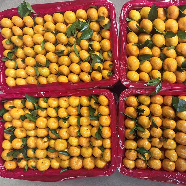 Fresh Honey Mandarin