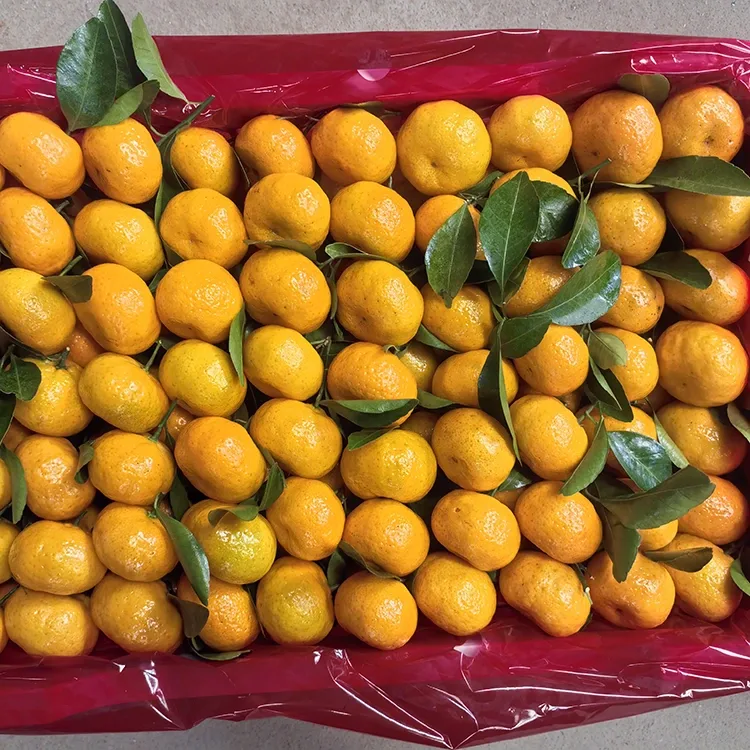 Fresh Honey Mandarin