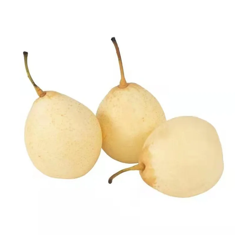 Freshly Harvested Ya Pear