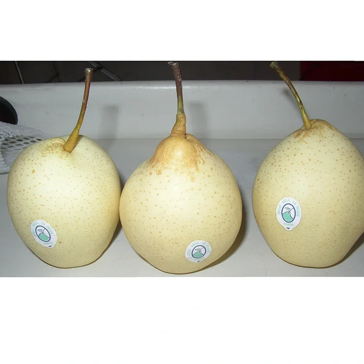Freshly Harvested Ya Pear