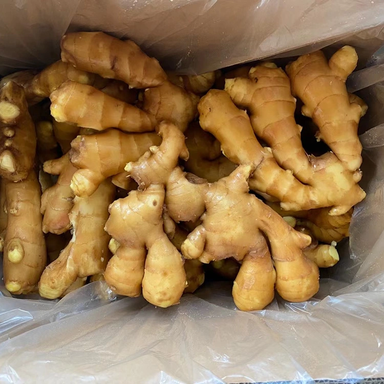Spicy Fresh Aromatic Ginger