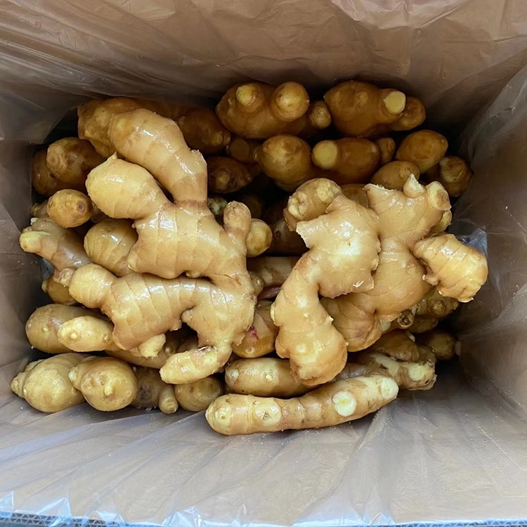 Spicy Fresh Aromatic Ginger