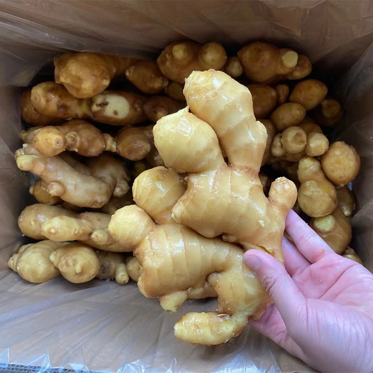 Spicy Fresh Aromatic Ginger