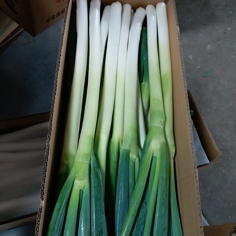 Cebollas verdes cultivadas naturalmente