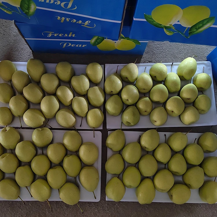 Peras Shandong naturalmente dulces
