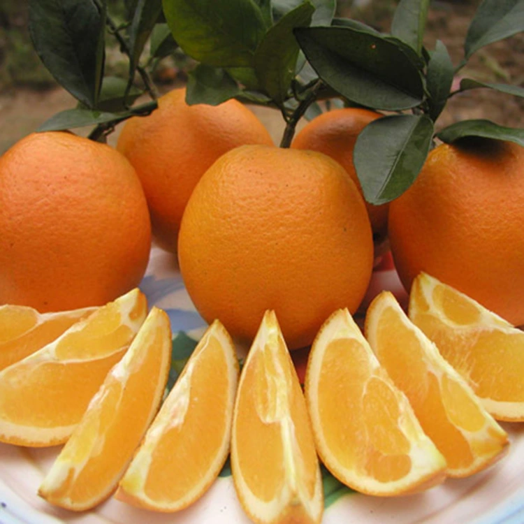 Naranjas Navel dulces, jugosas y frescas de primera calidad