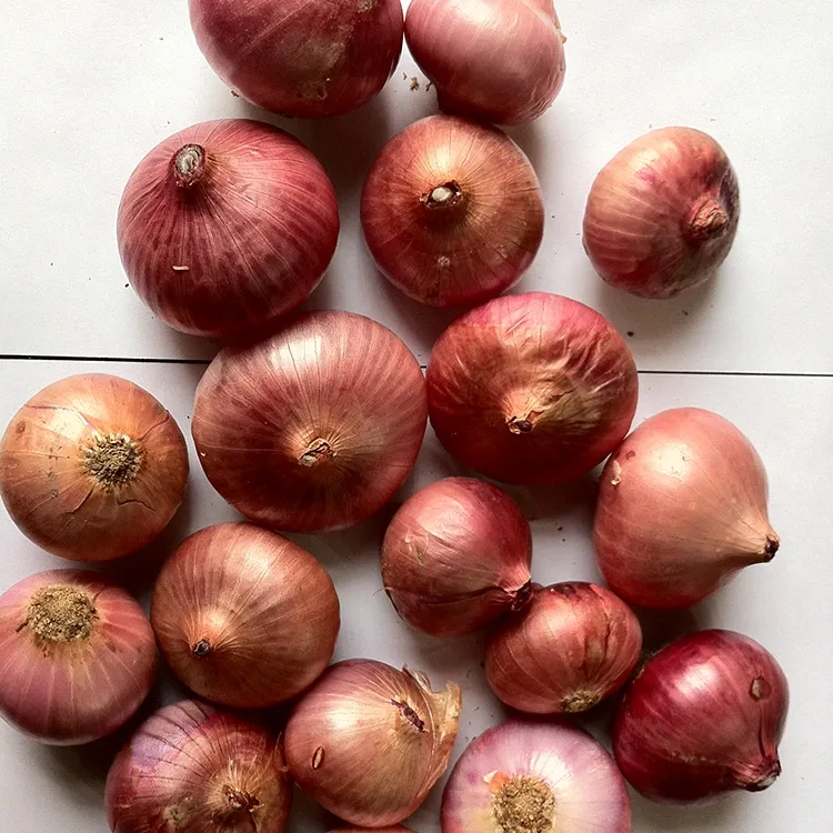Cebollas Rojas Frescas Premium