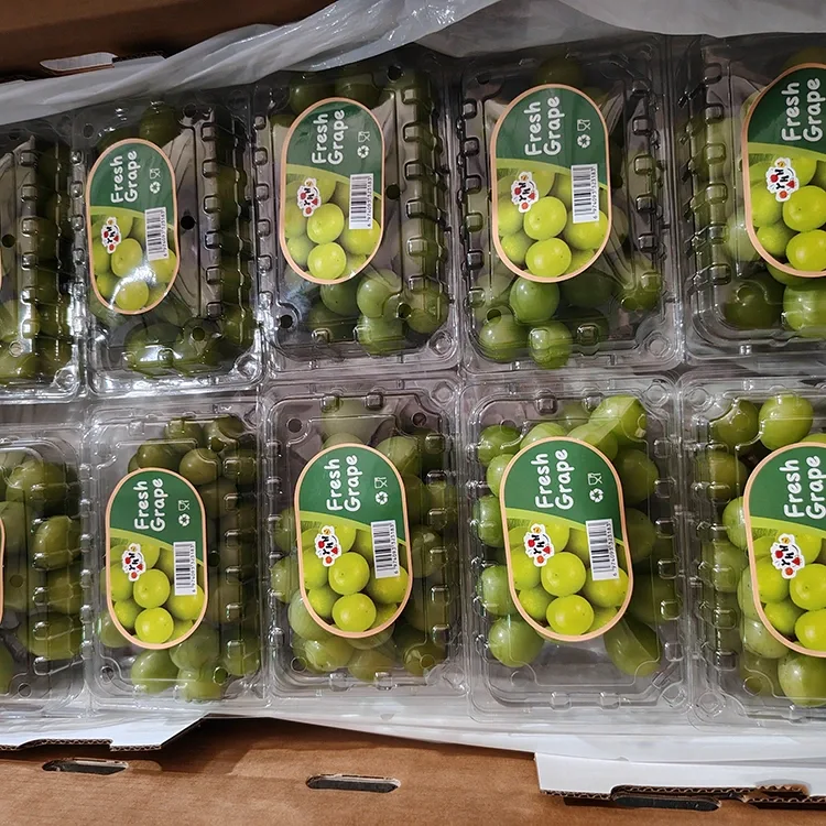 Uvas Moscatel Frescas Brillo Seleccionadas