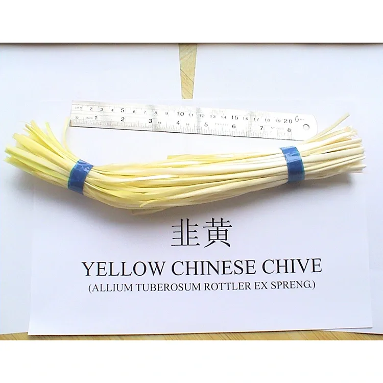 Cebollino Amarillo Tierno